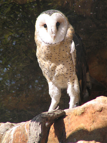 African grass-owl